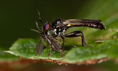 Eudioctria brevis
