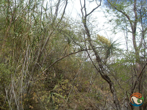 Beaucarnea olsonii