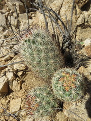 Escobaria alversonii