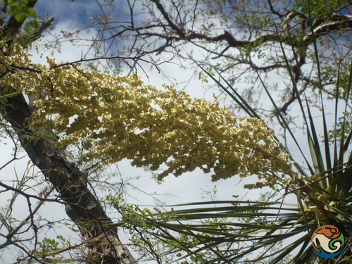 Beaucarnea olsonii
