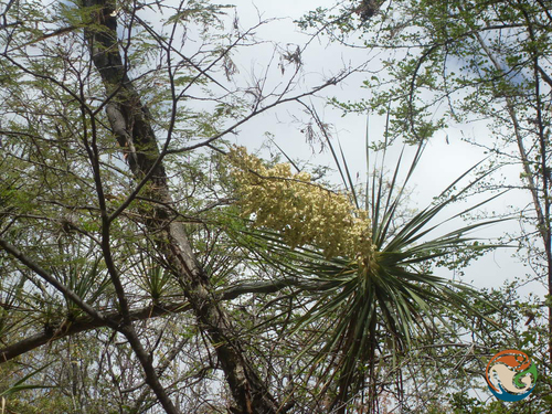 Beaucarnea olsonii
