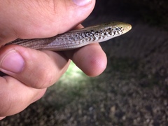 Ophisaurus attenuatus
