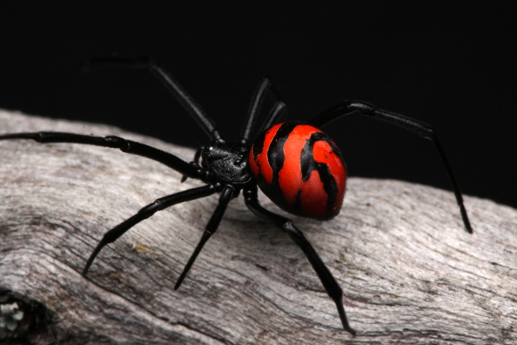 South American Black Widow