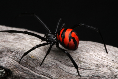 South American Black Widow