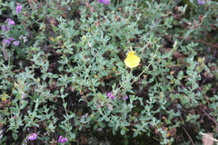 Cistus lasianthus