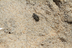 Cicindela latesignata