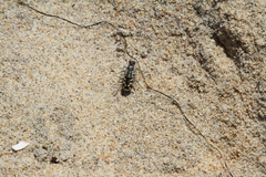 Cicindela latesignata
