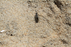 Cicindela latesignata