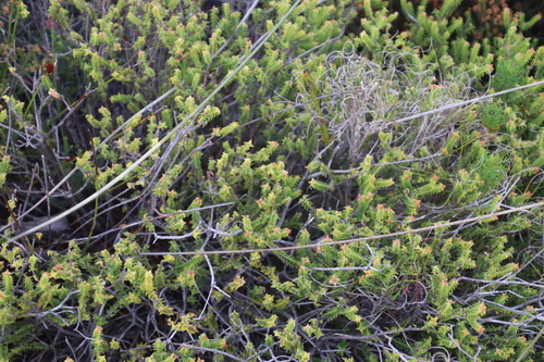 Penaea mucronata (Penaea mucronata)