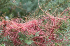 Cuscuta epithymum