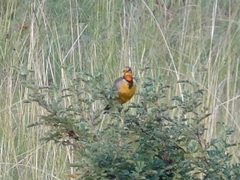 Macronyx capensis colletti