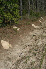 Geomys pinetis