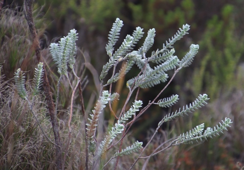 Image of Gnidia imbricata by (c) Tony Rebelo, some rights reserved (CC BY-SA)