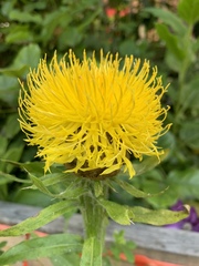 Centaurea macrocephala