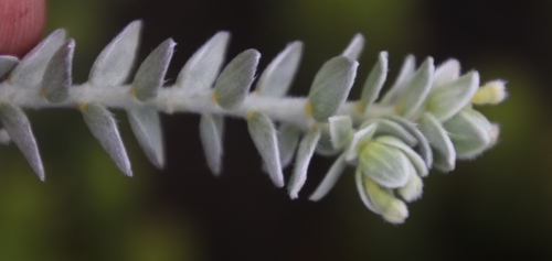 Image of Gnidia imbricata by (c) Tony Rebelo, some rights reserved (CC BY-SA)