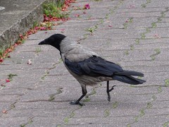 Corvus cornix