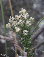 Phylica callosa