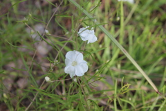 Stylisma pickeringii pattersonii