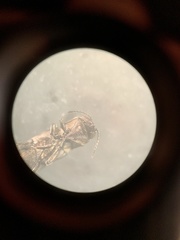 Agrilus anxius