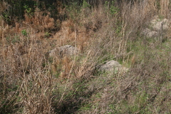 Geomys pinetis