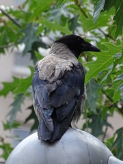Corvus cornix