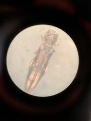 Agrilus anxius