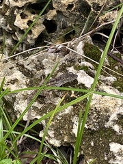 Anolis sagrei