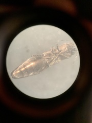 Agrilus anxius