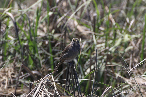 Ammospiza maritima