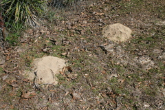 Geomys pinetis