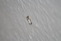 Ponometia virginalis