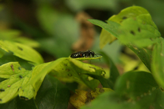 Macrophya punctumalbum