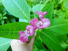 Impatiens glandulifera