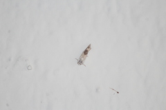 Ponometia virginalis