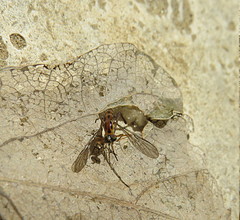 Vermileo