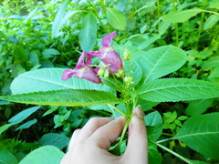 Impatiens glandulifera