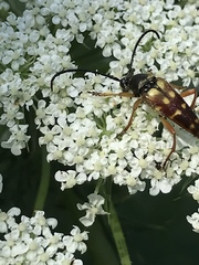Typocerus velutinus