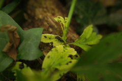 Macrophya punctumalbum