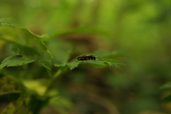 Macrophya punctumalbum