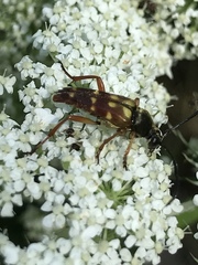 Typocerus velutinus