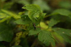 Macrophya punctumalbum