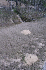 Geomys pinetis