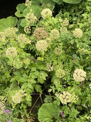 Angelica archangelica