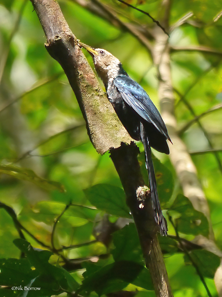 Forest Scimitarbill (Rhinopomastus castaneiceps)