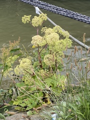 Angelica archangelica