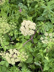 Angelica archangelica