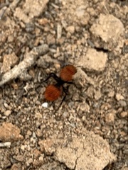 Dasymutilla coccineohirta