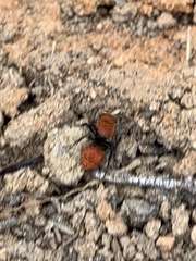 Dasymutilla coccineohirta