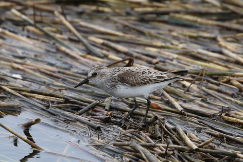 Calidris pusilla
