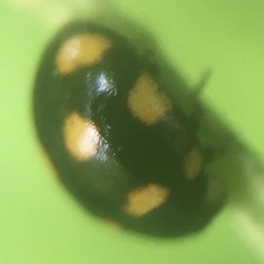 Brachiacantha ursina